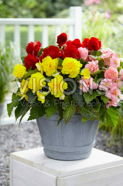Begonia Non Stop mix