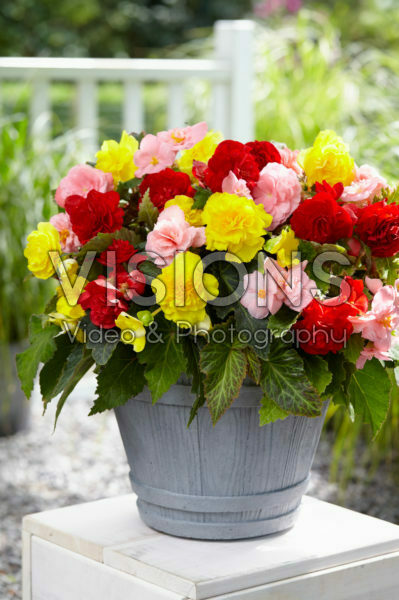 Begonia Non Stop mix Begonia Non Stop mix