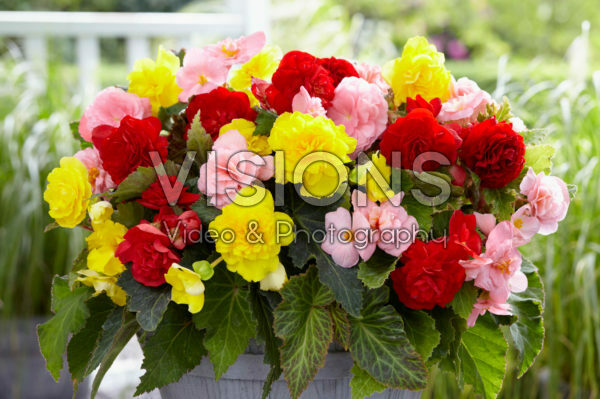 Begonia Non Stop mix Begonia Non Stop mix