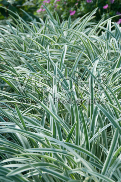 Agapanthus Silver Moon Agapanthus Silver Moon