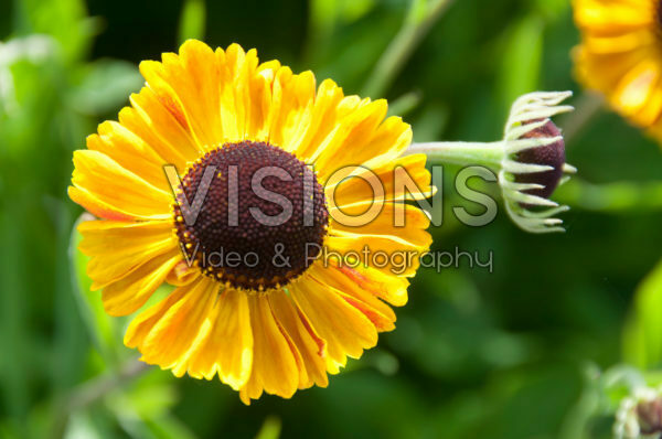 Helenium Carmen Helenium Carmen