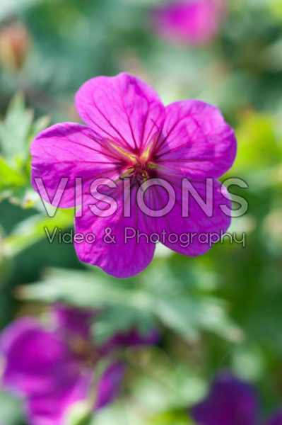 Geranium Little David