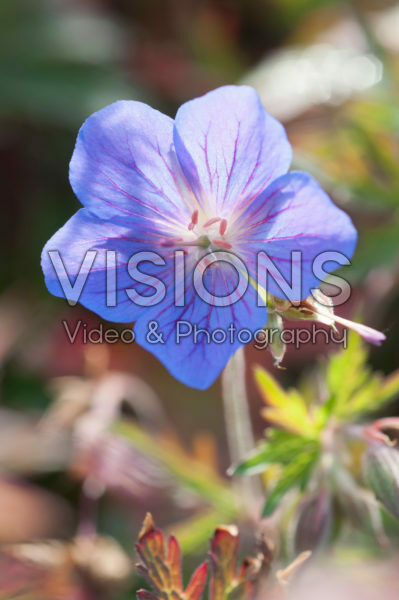 Geranium Kaya Geranium Kaya