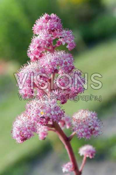Rodgersia Fireworks Rodgersia Fireworks