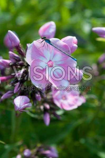 Phlox Anastasia Phlox Anastasia