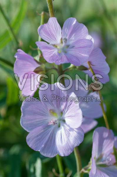 Sidalcea Lilac Candice Sidalcea Lilac Candice