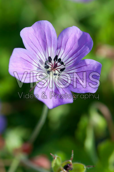 Geranium Sylvia’s Surprise