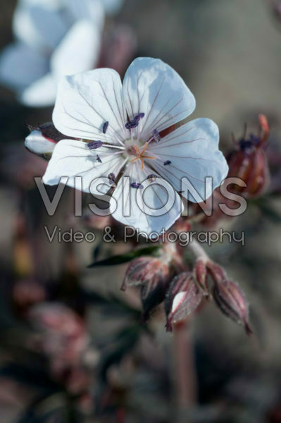 Geranium Midnight Ghost Geranium Midnight Ghost