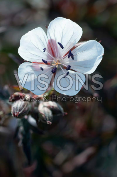 Geranium Midnight Ghost