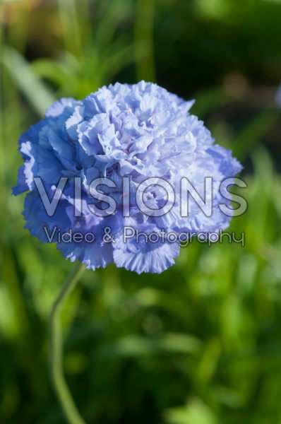 Scabiosa caucasica Scabiosa caucasica