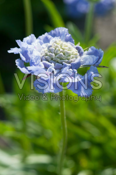 Scabiosa caucasica Scabiosa caucasica