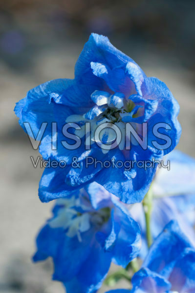 Delphinium Morning Light Delphinium Morning Light