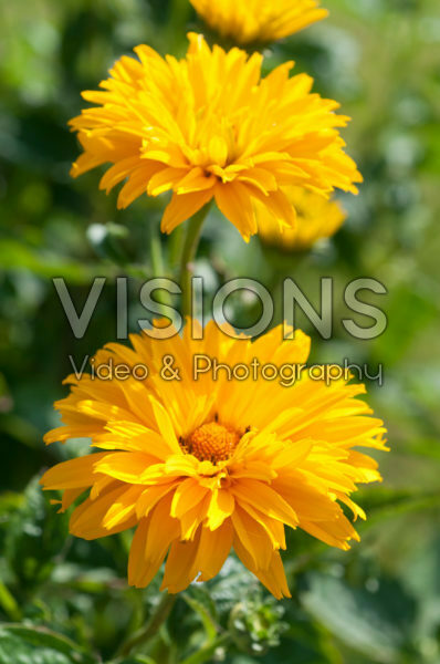 Heliopsis helianthoides Bressingham Doubloon Heliopsis helianthoides Bressingham Doubloon