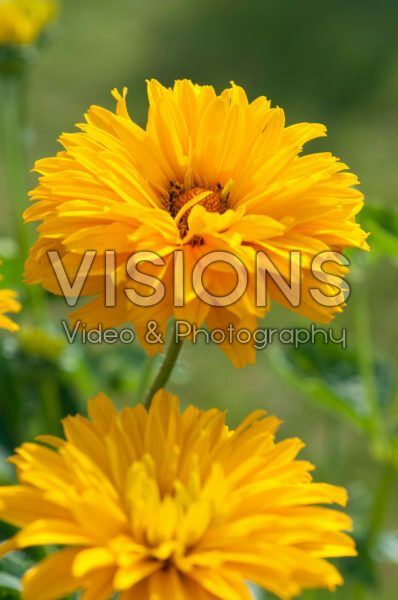 Heliopsis helianthoides Bressingham Doubloon Heliopsis helianthoides Bressingham Doubloon