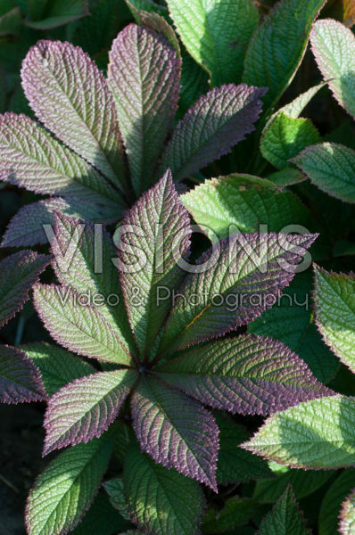 Rodgersia henrici Cherry Blush ® Rodgersia henrici Cherry Blush ®
