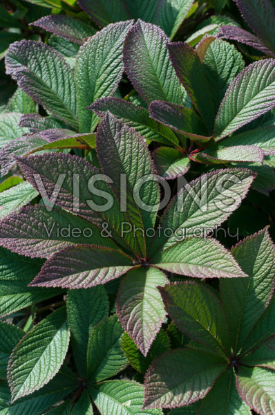 Rodgersia henrici Cherry Blush ®