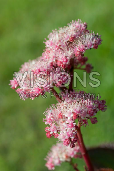 Rodgersia henrici Cherry Blush ® Rodgersia henrici Cherry Blush ®