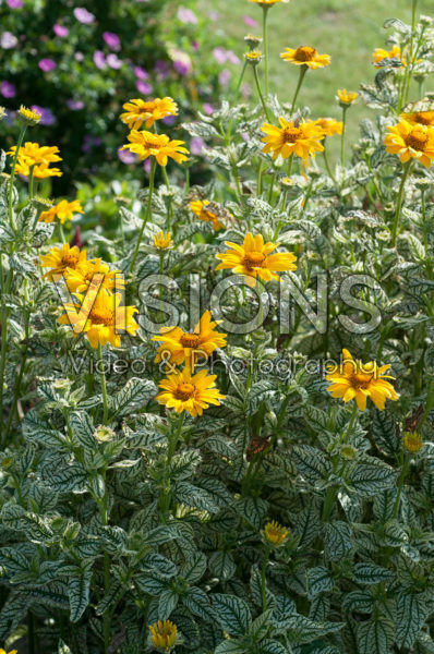 Heliopsis helianthoides Loraine Sunshine Heliopsis helianthoides Loraine Sunshine