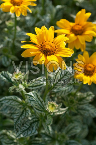 Heliopsis helianthoides Loraine Sunshine