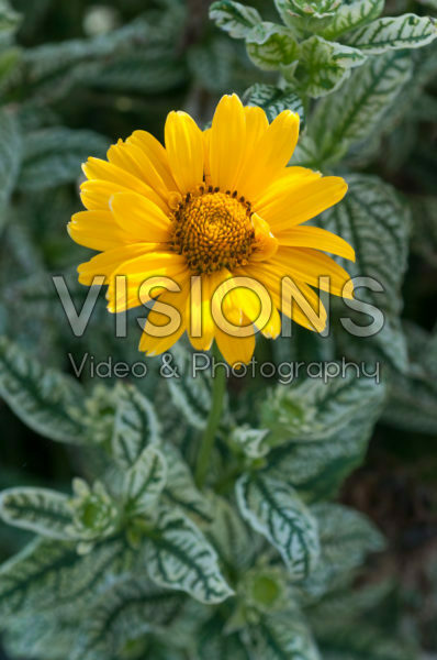 Heliopsis helianthoides Loraine Sunshine Heliopsis helianthoides Loraine Sunshine