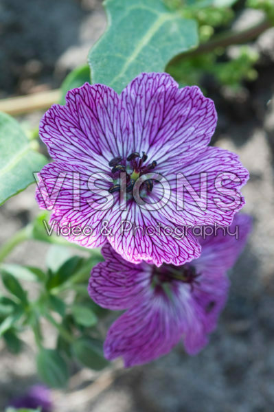Geranium cinereum Jolly Jewel Lilac