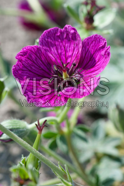 Geranium cinereum Jolly Jewel Purple Geranium cinereum Jolly Jewel Purple