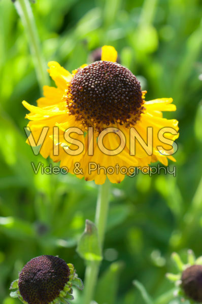 Helenium Pipsqueak
