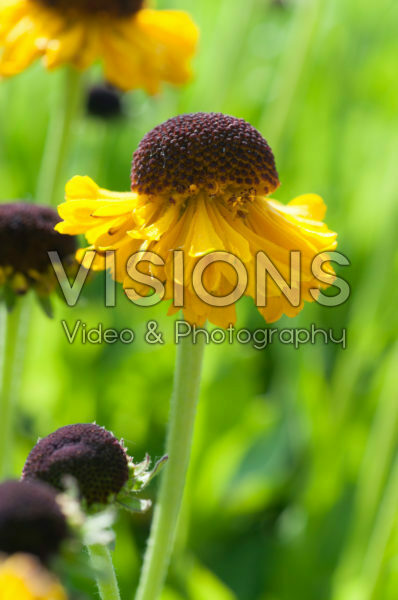 Helenium Pipsqueak
