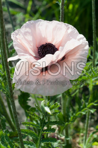 Papaver orientale Waltzing Elisabeth Papaver orientale Waltzing Elisabeth