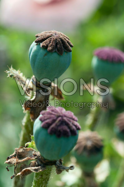 Papaver orientale Waltzing Elisabeth