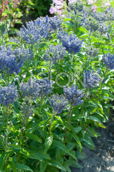 Veronica Blue Bang Veronica Blue Bang