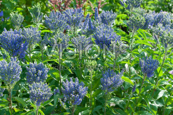 Veronica Blue Bang