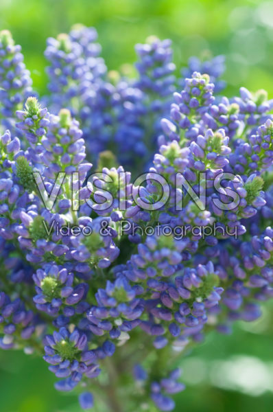 Veronica Blue Bang Veronica Blue Bang