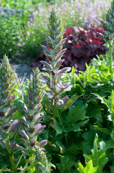 Acanthus Morning's Candle Acanthus Morning's Candle