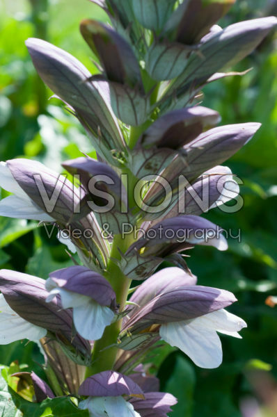 Acanthus Morning's Candle Acanthus Morning's Candle