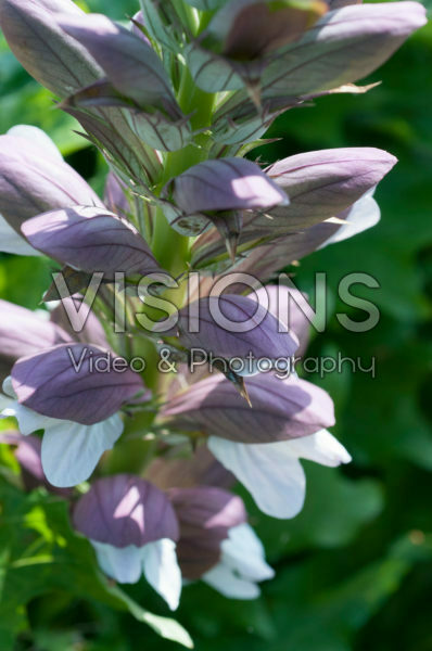 Acanthus Morning's Candle