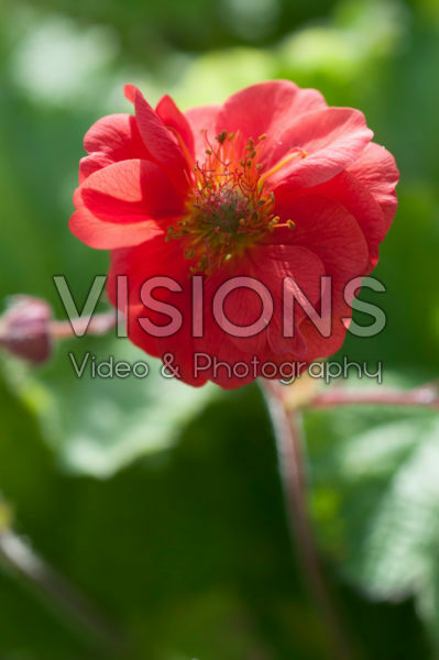 Geum Sangria Geum Sangria