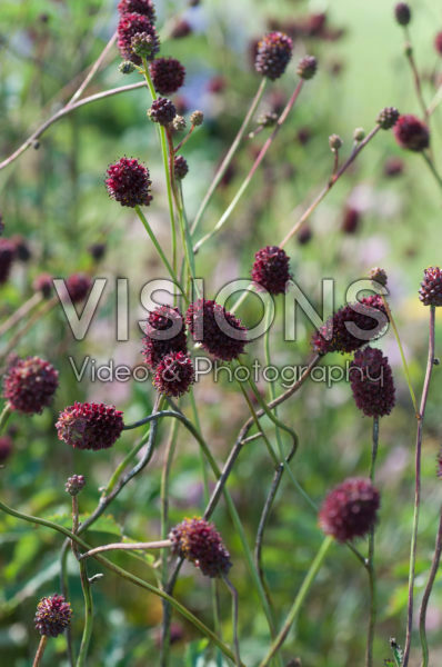 Sanguisorba officinalis Morning Select