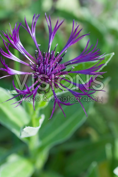 Centaurea Amethyst Dream Centaurea Amethyst Dream