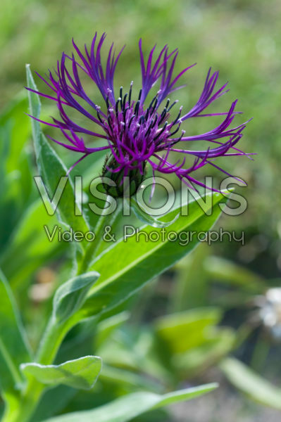 Centaurea Amethyst Dream