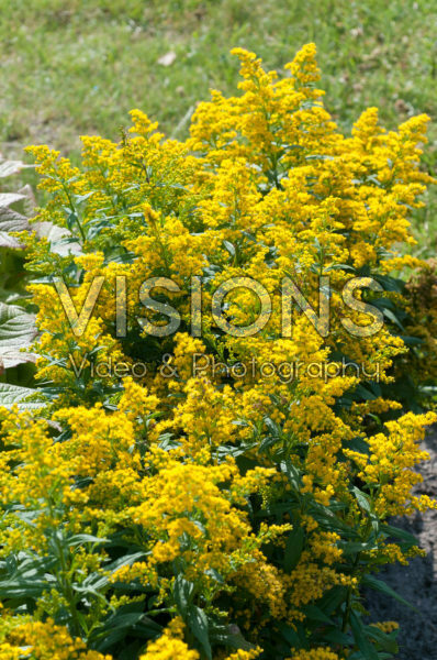 Solidago Yellow Surprise Solidago Yellow Surprise