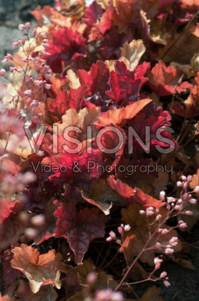 Heuchera Carnival Fall Festival Heuchera Carnival Fall Festival