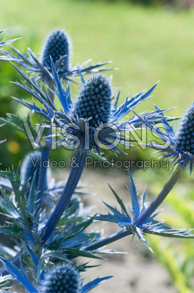 Eryngium x zabelii Big Blue Eryngium x zabelii Big Blue