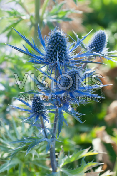 Eryngium x zabelii Big Blue