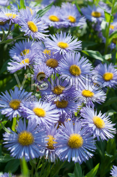 Erigeron Prosperity