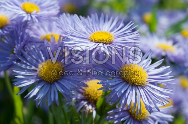 Erigeron Prosperity