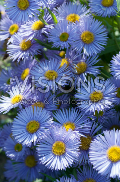 Erigeron Prosperity Erigeron Prosperity
