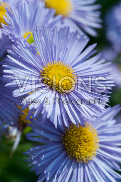 Erigeron Prosperity Erigeron Prosperity