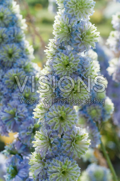 Delphinium Highlander® Crystal Delight Delphinium Highlander® Crystal Delight