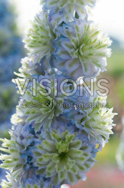 Delphinium Highlander® Crystal Delight Delphinium Highlander® Crystal Delight